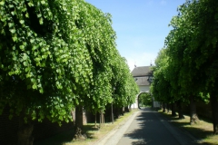 Baumalle Kloster Knechtsteden