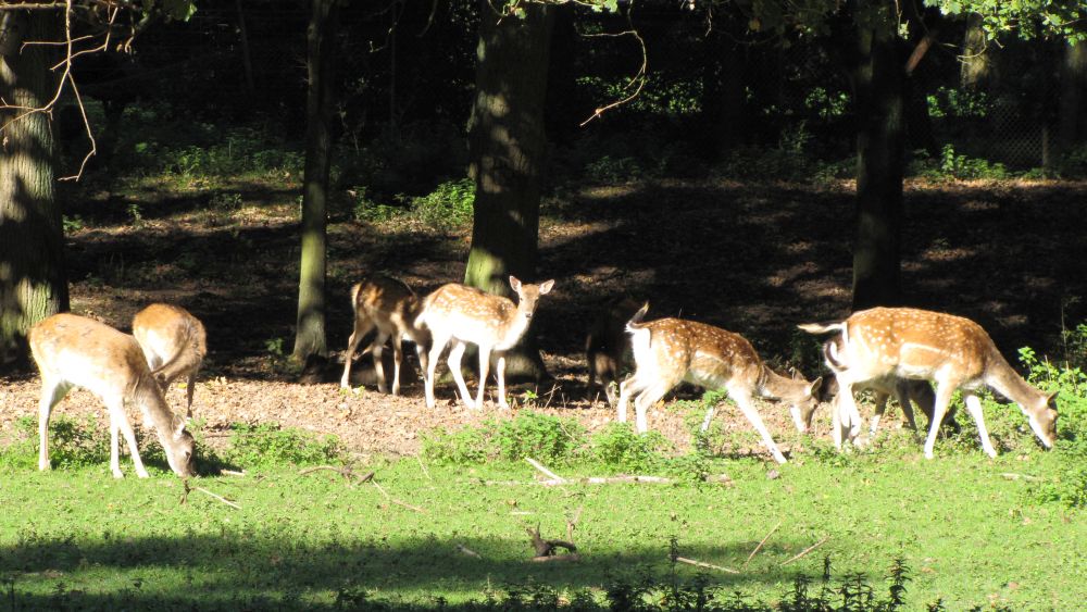 Einladung – Wir suchen Wildtiere und Baumriesen im Arboretum/Baummuseum und Selikumer Park