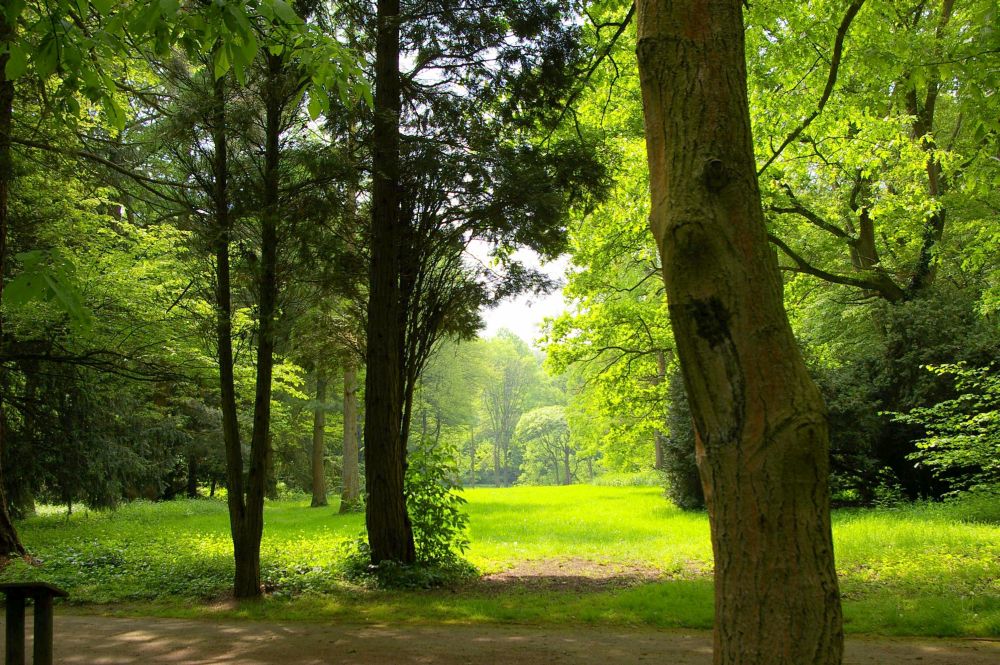 Führung durch den Herbstwald „Indian Summer“ im Arboretum (lebendes Baummuseum) Neuss-Reuschenberg