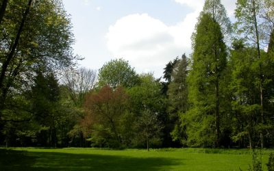 Einladung zur Führung durch den Herbstwald im Arboretum (lebendes Baummuseum) in Neuss-Reuschenberg