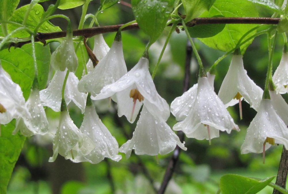 Führung durch den Frühlingswald im Arboretum (lebendes Baummuseum) Neuss-Reuschenberg